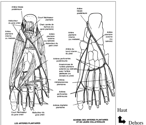 Figure 12 : Réseau plantaire [46] 