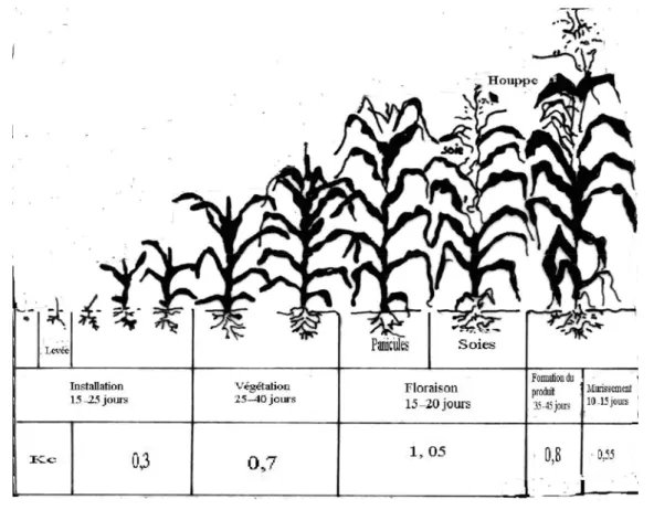 Figure 4: Growth period of maize (according to Hanway, 1966) 