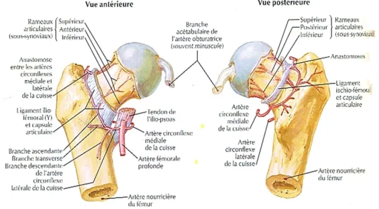 Figure 2 : Vascularisation du fémur proximal.  