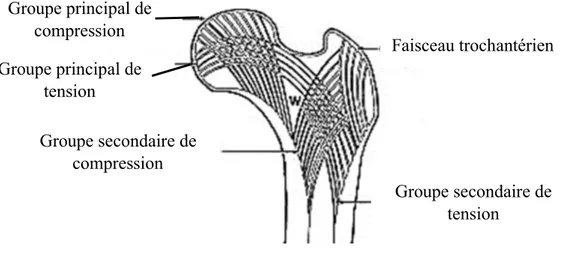 Figure  3  :  Architecture  de  l’extrémité  supérieure  du  fémur  avec  représentation  des  travées  osseuses de l’os spongieux