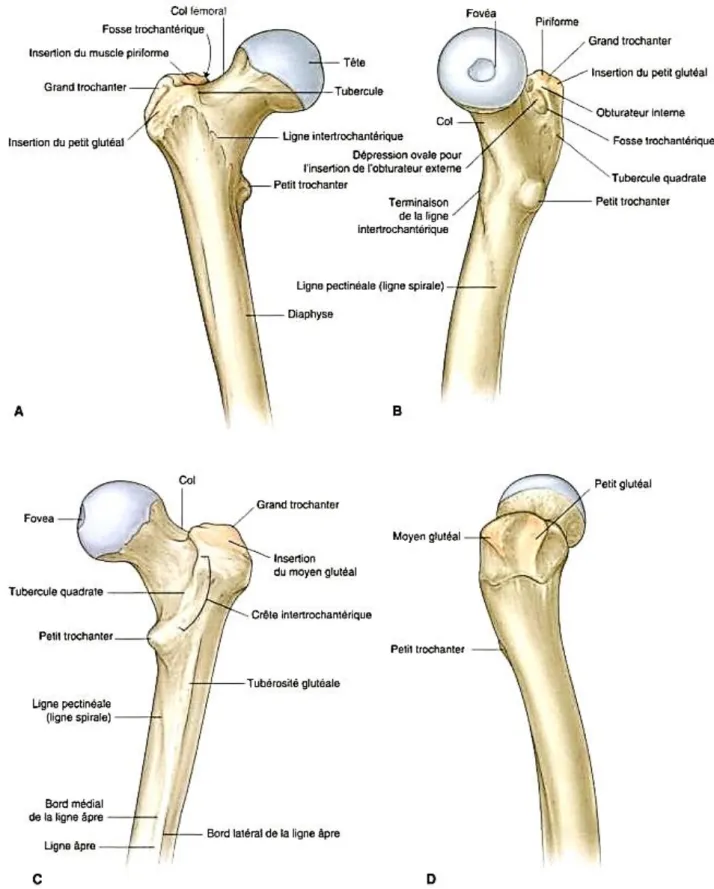 Figure 1 : Anatomie de l’extrémité supérieure du fémur.