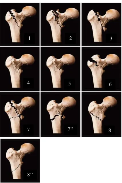 Figure 6 : classification d’Ender.  