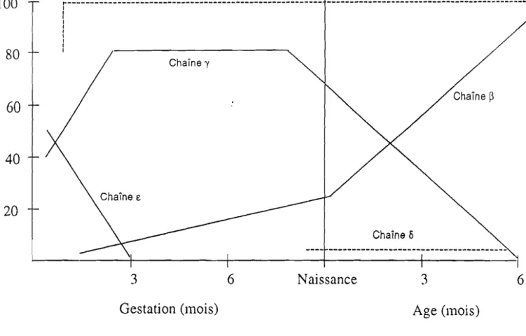 Figure 1 : Développement des chaînes de l'hémoglobine humaine.