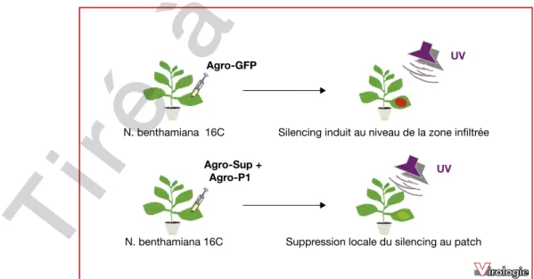 Figure 2. Identification de la fonction de suppresseur par la technique d ’ expression transitoire.