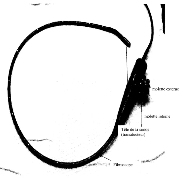 Figure  3 :  Sonde  d'échographie  cardiaque  transoesophagienne  multiplan  (source :  laboratoire d 'échocardiographie de  la  clinique cardiologique de l'hôpital Aristide Le  Dantec)