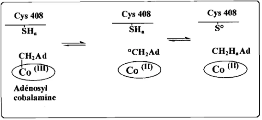 Figure 3 : Clivage de la molécule B12, dans la RNR de classe II.