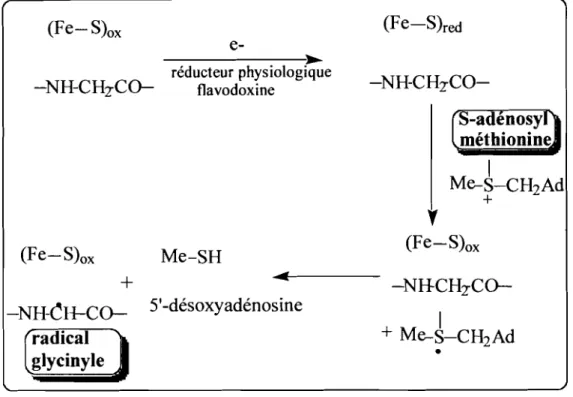 Figure 4 : Mécanisme de formation du radical glycinyle dans la RNR de classe III.