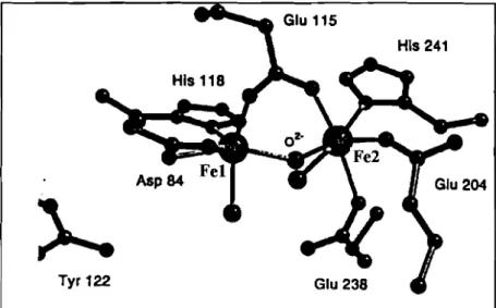 Figure 15: Structure tridimensionnelle du site diferrique de la protéine R2 d'E. coli.