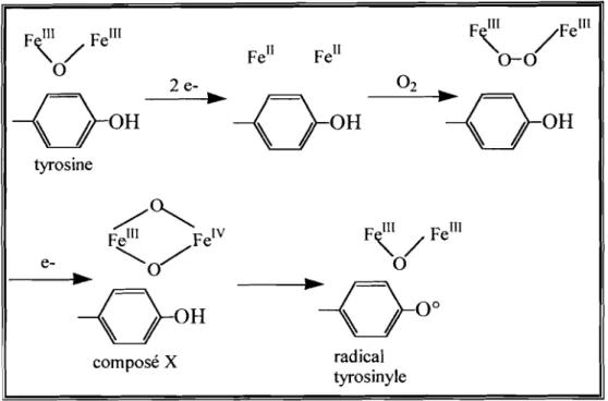 Figure 19 : Mécanisme de fonnation du radical tyrosinyle dans la RNR de classe 1.