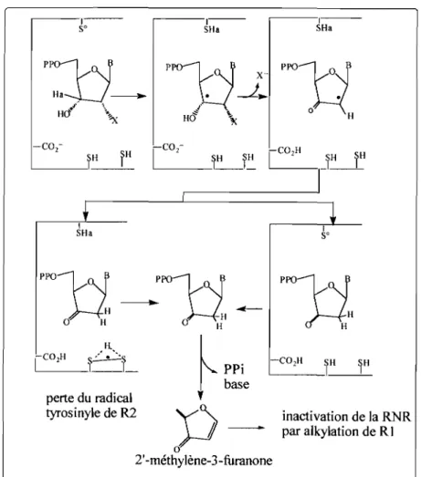 Figure 23: Mécanisme d'inhibition de la RNR par un analogue de nucléotide.