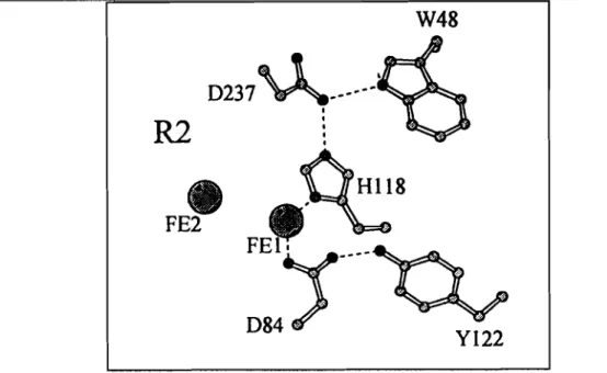 Figure A-l : Chaîne de transfert d'électrons dans la RNR de classe 1 d'E. coli proposée par Nordlund 1990.