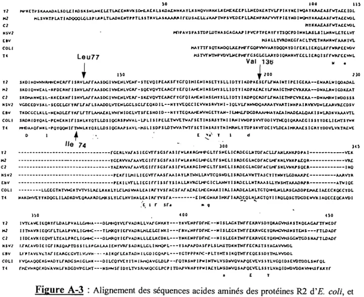 Figure A-3 : Alignement des séquences acides aminés des protéines R2 d'E. coli, et R2 de l'Herpès (HSV2) de S