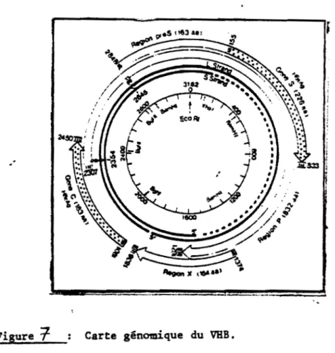 Figure  6;  Structure  de  la molécule  d'ADN  du  virus  de  l'hépatite  B 