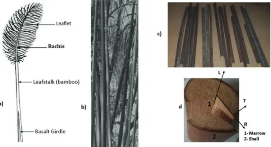 Figure 1: a) Raffia  palm; b) Raffia Bamboos; c) pieces of raffia bamboo; d) Principal directions in a piece of raffia