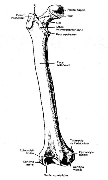 Figure n° 1 : Vue antérieure du fémur droit en  position anatomique. 