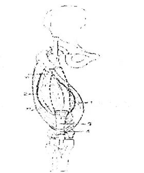 Figure n° 9 : Vue antérieure : vi (vaste intémédiaire) ; vaste médial (1)  ;  vaste latéral (2)