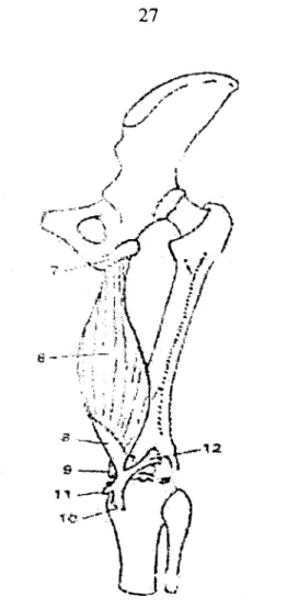 Figure o 0  14: Le muscle semi-membraneux: vue postérieure. 