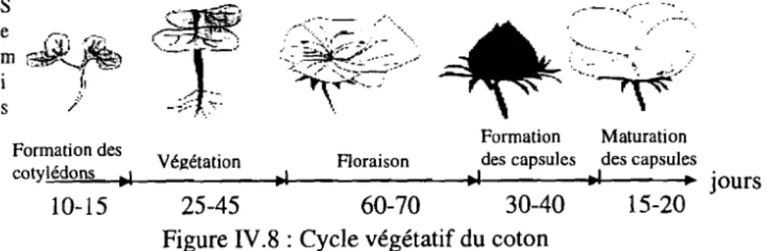 Figure IV.8 : Cycle végétatif du coton Ce stade de développement est mesuré en degré jour du cycle végétatif: