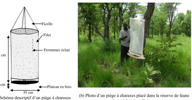 Figure 6 : Schéma et photographie d’un piège à charaxes pour la capture des papillons frugivores 