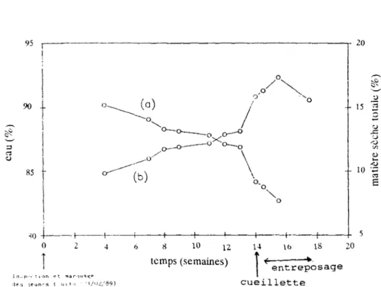 fig  6:  Variation  des  teneurs  en  eau  (a)  et  en  matière  sèche  totale  (b)  au  cours  du  développement  de  la  mrlngup  Amélie