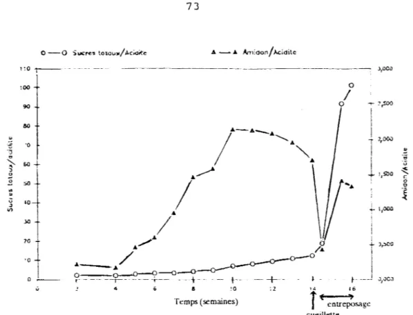 fig  12:  Evolution  des  rapports  sucres  totaux/acidité,  amidon/acidité  au  cours  du  développement  de  la  mangue  Amélie