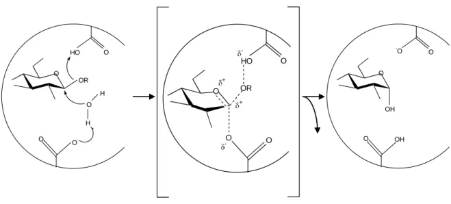 Figure 1:  Réaction  d’hydrolyse  catalysée  par  les  glycosidases  agissant  par  inversion  de  configuration