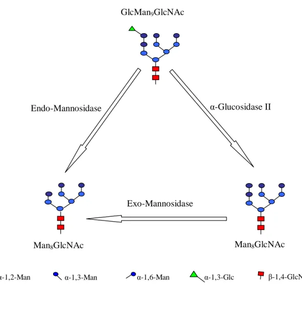 Figure  7:  Processus  d’hydrolyse  des  α-mannosidases  de  types  exo  et  endo  en  présence  du  substrat GlcMan 9 GlcNAc