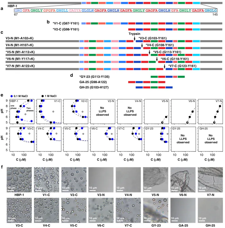 Fig. 2 Analysis of LLPS properties of HBP-1 N- and C- terminal variants and peptides. a Amino acid sequence representation of HBP-1 protein
