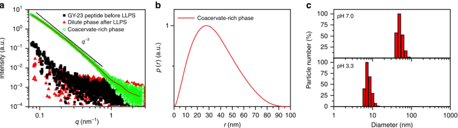 Fig. 5 SAXS and DLS of GY-23 peptide. a SAXS experimental curves of the peptide before and after coacervation