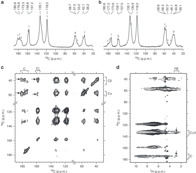Fig. 6 Characterization of molecular interactions driving LLPS of GY-23 peptide by ssNMR
