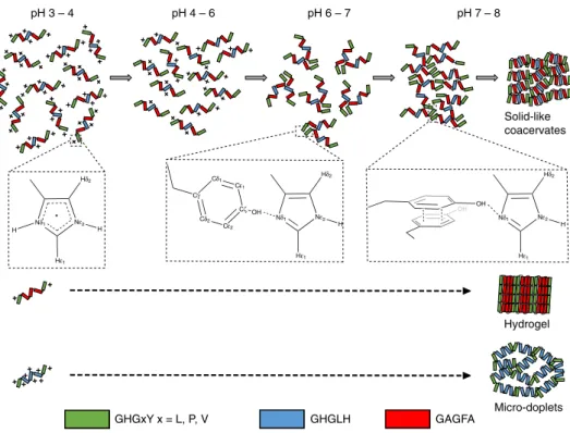 Fig. 7 Proposed model of pH-dependent LLPS of HBP-derived peptides. At pH 3 – 4 His residues are protonated, and the peptides form soluble oligomeric units due to electrostatic repulsion between positively charged His side chains