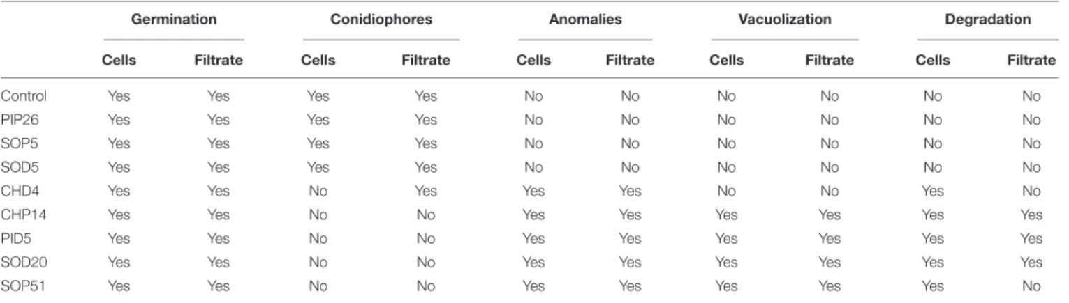 TABLE 1 | Presence or absence of different phenotypes in spores exposed to bacterial cells or their spent medium (filtrate) for 24 h.