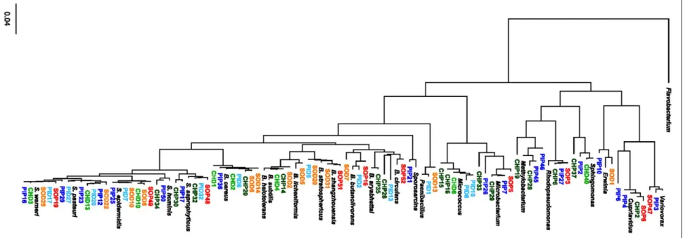 FIGURE 1 | Phylogenetic tree of 78 non-redundant isolates from the microbiome of grapevine leaves