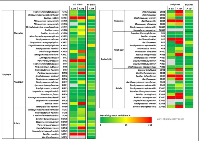 FIGURE 2 | Inhibiting activity of grapevine bacterial isolates on the mycelial growth of two phytopathogens