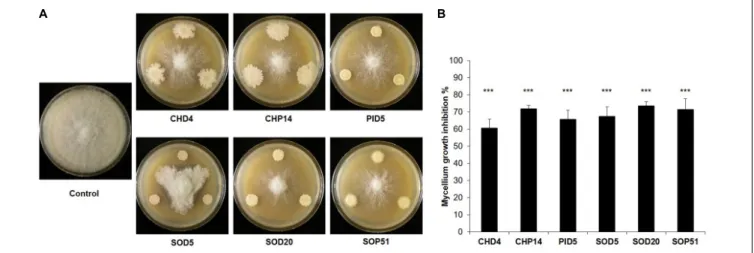 FIGURE 3 | Inhibition of mycelial growth of Botrytis cinerea. Representative pictures of dual assays with Botrytis cinerea non-exposed to the bacteria (Control) or exposed to six bacterial strains isolated from the grapevine microbiome are shown in (A)