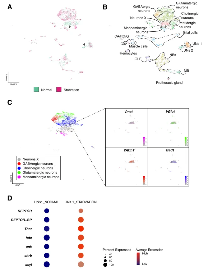 Figure 7. Effects of starvation on the cellular composition of the larval brain. (A) Starvation reveals sensitive cell types