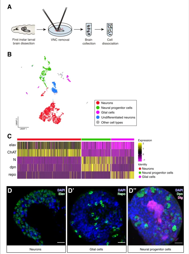 Figure 1. Cellular composition of the Larval brain by Single-Cell RNA-Seq. (A) Experimental procedure