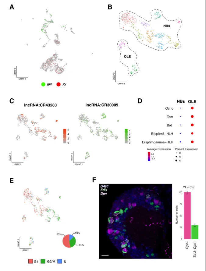 Figure 2. Identification of neural progenitor cell populations. (A) Expression-pattern of genes from the temporal cascade distinguish population of cells