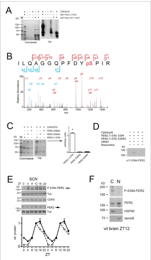 Figure 5. CDK5 phosphorylates PER2 at S394. (A) An in vitro kinase assay was performed using recombinant CDK5/p35 and either GST-PER2 1–576 or GST-PER2 577–1256 as substrate