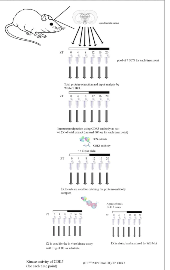 Figure 8. Workflow of the in vitro kinase assay. Workflow of the in vitro kinase assay performed using immunoprecipitated CDK5 from SCN protein extracts is schematized here
