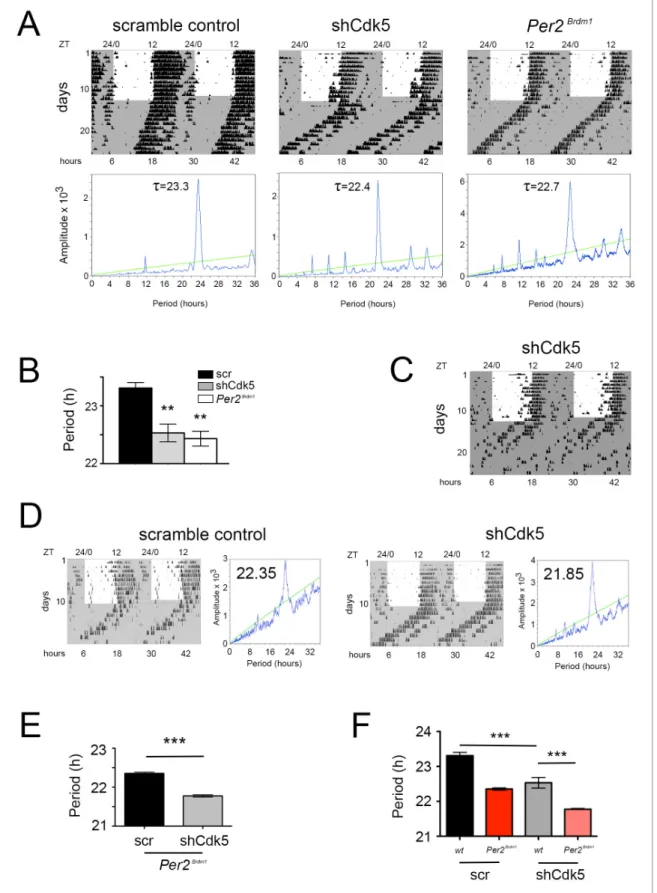 Figure 2. CDK5 affects the circadian clock. (A) Wheel-running activity of mice (black bins) infected with AAV expressing scrambled control shRNA, or shCdk5, and an animal with a deletion in the Per2 gene (Per2 Brdm1 )