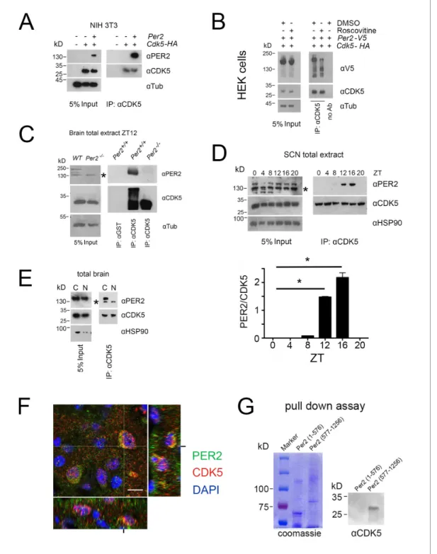 Figure 4. PER2 interacts with CDK5 in a temporal fashion in the cytoplasm. (A) Overexpression of PER2 and CDK5-HA in NIH 3T3 cells and subsequent immunoprecipitation (IP) using an anti-CDK5 antibody