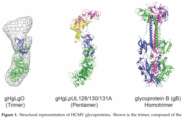 Figure  1.  Structural  representation of  HCMV glycoproteins.  Shown is  the  trimer,  composed  of  the  gHgL heterodimer and gO
