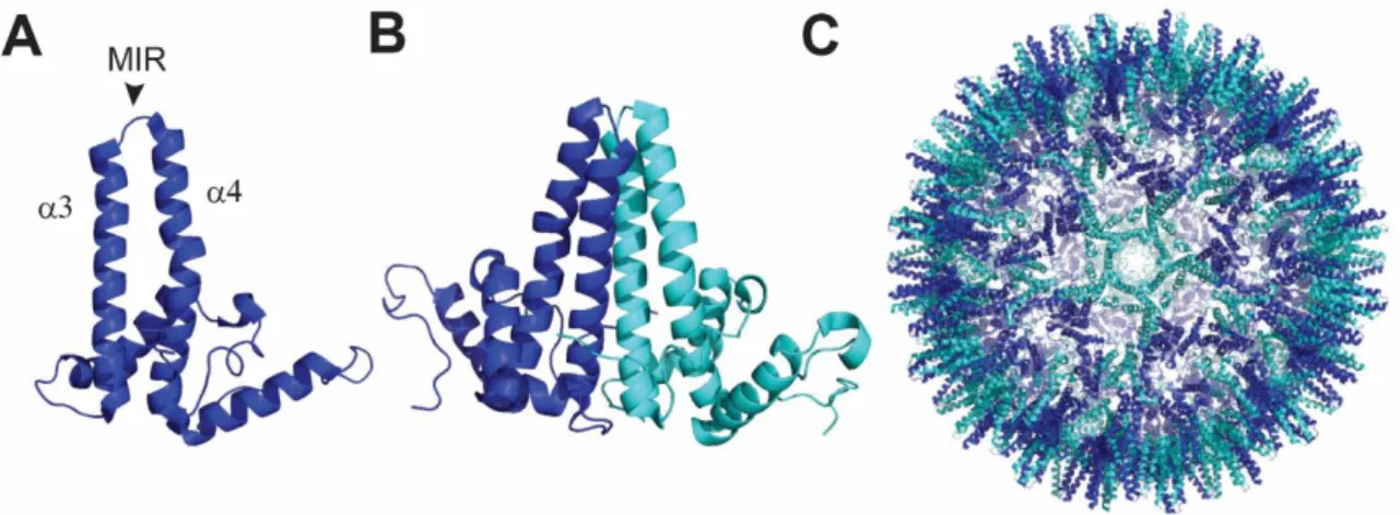 Figure 2. Hepatitis B core antigen and relative nanoparticle. (A) Polypeptide fold and structure of HBcAg monomer