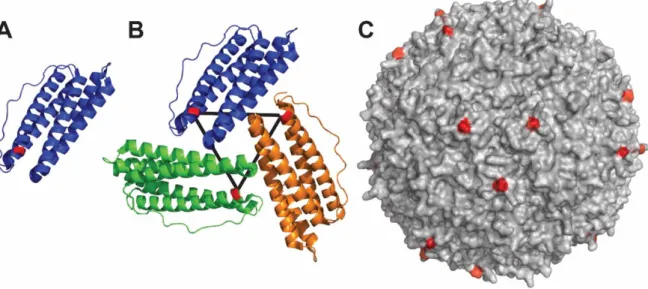 Figure  2.  Hepatitis B core  antigen  and  relative  nanoparticle. (A)  Polypeptide  fold  and  structure  of  HBcAg  monomer