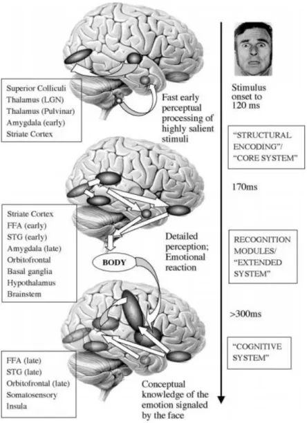 Figure 1.8. Processing of Emotional Facial Expressions as a Function of Time. The left side indicates  candidate structures involved in the proposed stages of facial expression processing identified in the centre