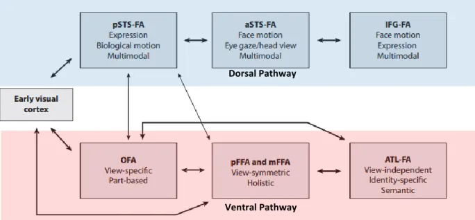 Figure 1.9. A Revised Neural Framework for Face Processing. The upper modules in blue represent  the dorsal face-processing pathway and the lower modules in red the ventral face-processing pathway