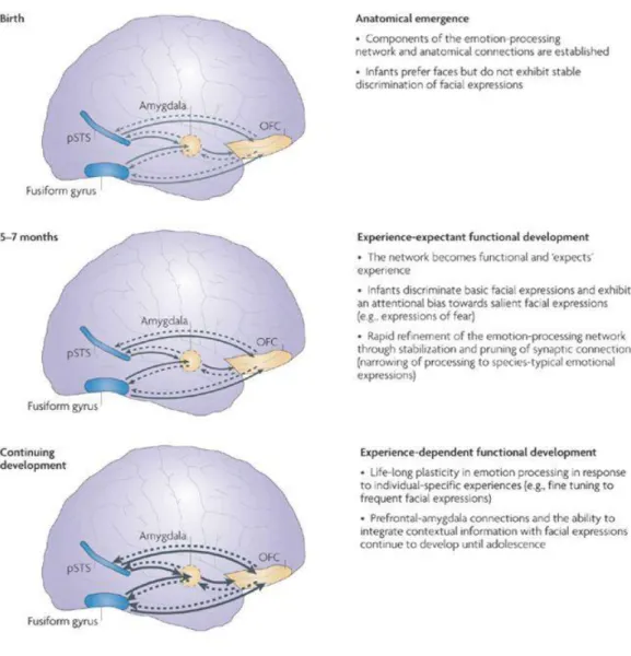 Figure 2.2. A proposed model of the development of emotion-recognition mechanisms. This model  describes the basic organization of emotion recognition networks including an experience-expectant  neural circuitry that emerges at 5–7 months of age and is rap