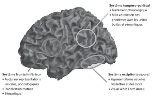 Figure 2 : Coupe de l’hémisphère gauche du cerveau 
