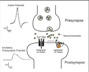 Figure 6. Neuronal activity: synaptic transmission 